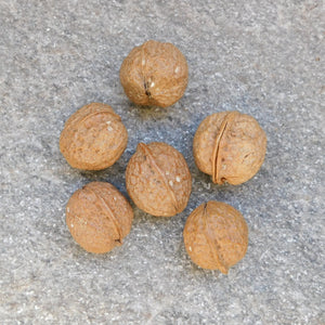 Stora Bodhi pärlor, 20-40 mm